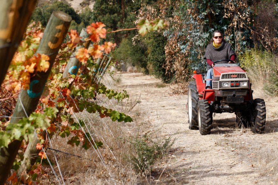 La historia de resiliencia de la chilena que quiere transformar el vino desde el desierto