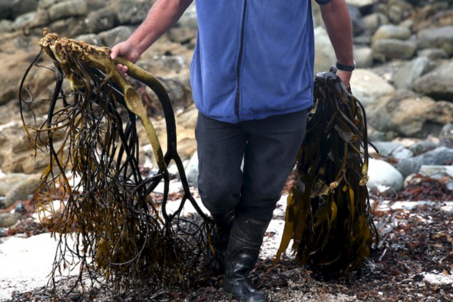 Algueros exigen ser considerados en Ley de Pesca: Acusan que diputados rechazan incluirlos