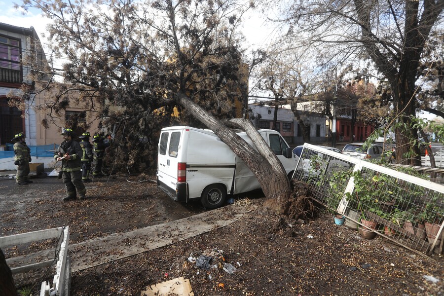 Árboles urbanos son más propensos a caídas debido a deterioro de raíces y podas mal ejecutadas