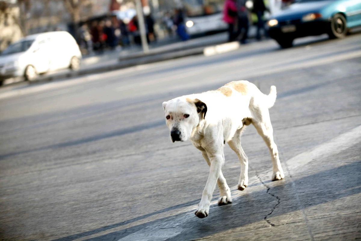 Ataque de perros a pareja en motel terminó en tribunales: Suprema ordena a la empresa pagar $41 millones a huéspedes