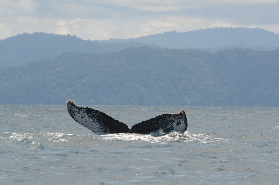 Revelan que las ballenas cantan menos cuando detectan actividad humana