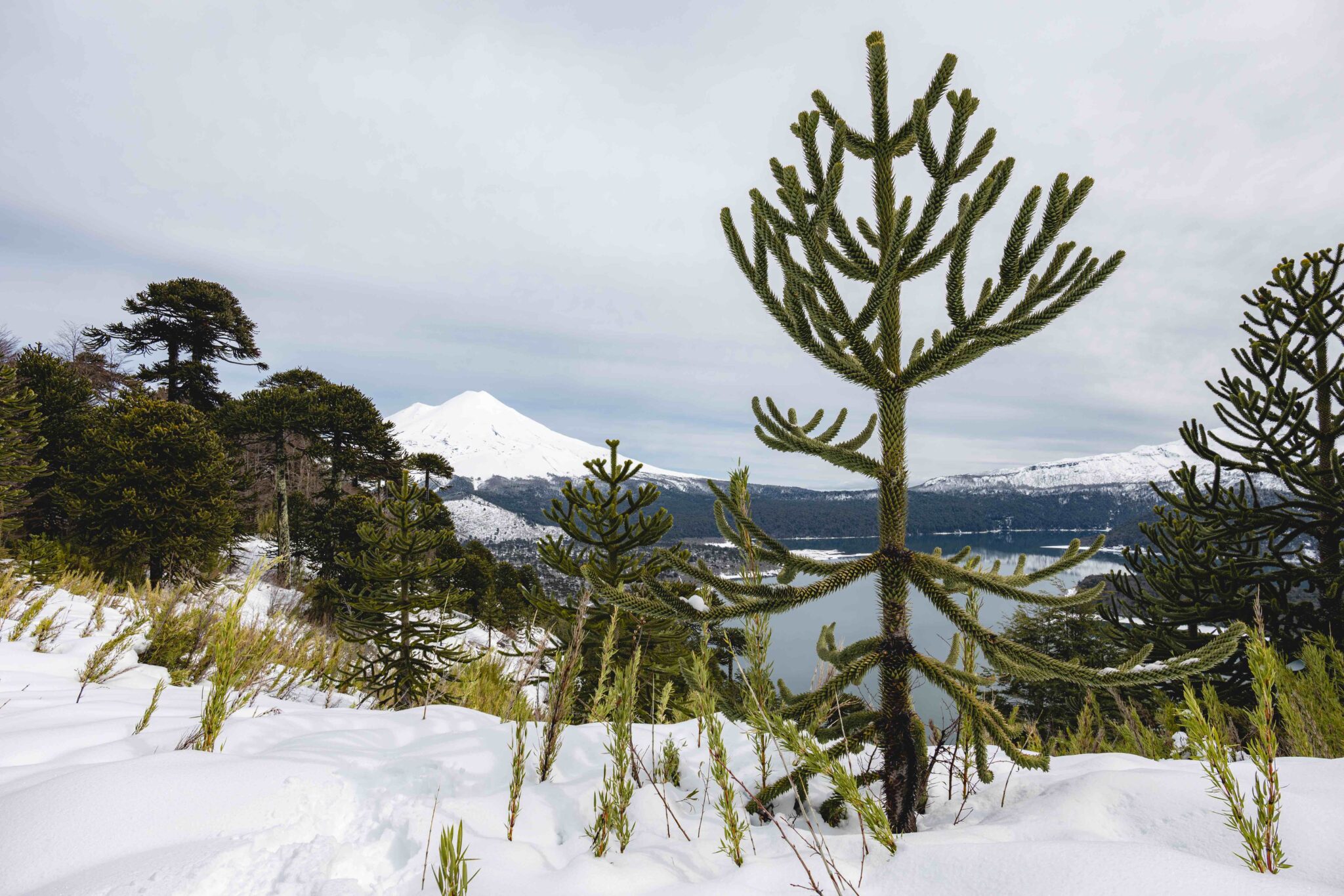 Día del árbol: Ciencia busca salvar de la extinción a la Araucaria, que convivió con los dinosaurios