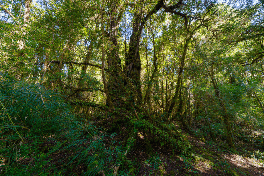 Se confirma: Bosques de Chiloé son un pulmón que captura más carbono por m2 que la Amazonía