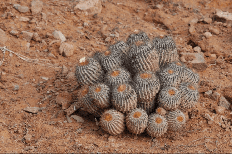 Color y polvo: Las diferencias para saber si te están vendiendo un cactus en peligro de extinción