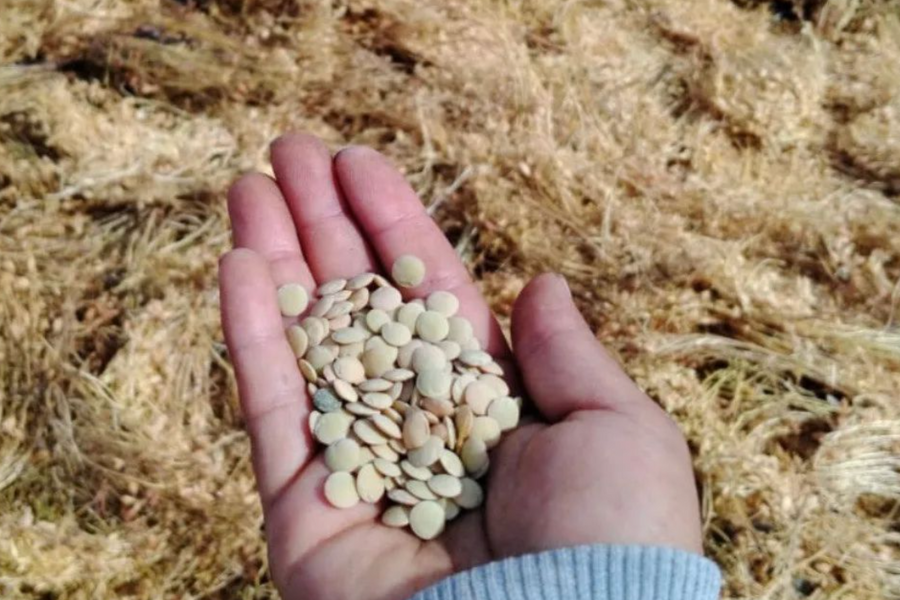 Campesinos agroecológicos revolucionan cultivo de legumbres con tienda que vende 1 tonelada