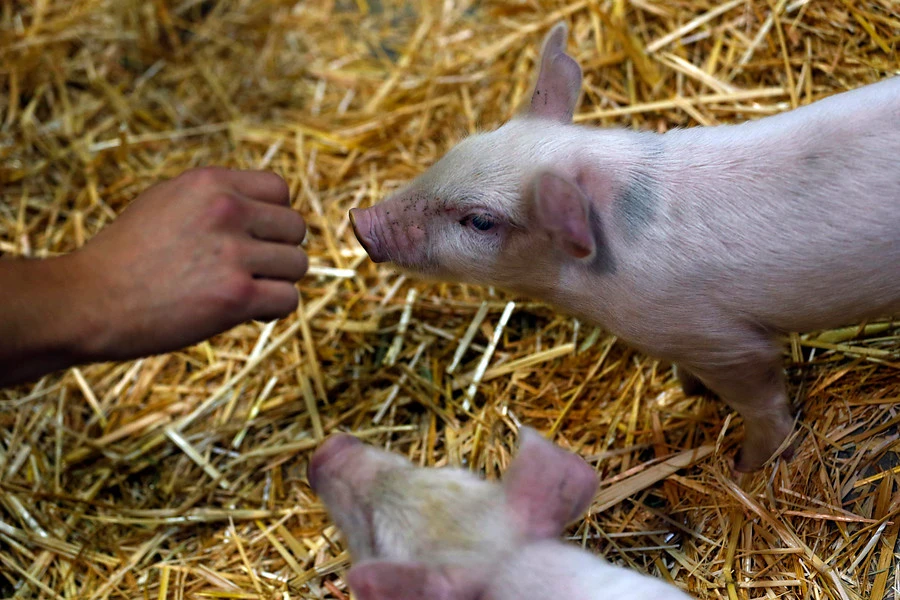 Causó canibalismo en cerdos: Dictan inhabilidad perpetua de tenencia de animales a criancera por bajar porción de comidas