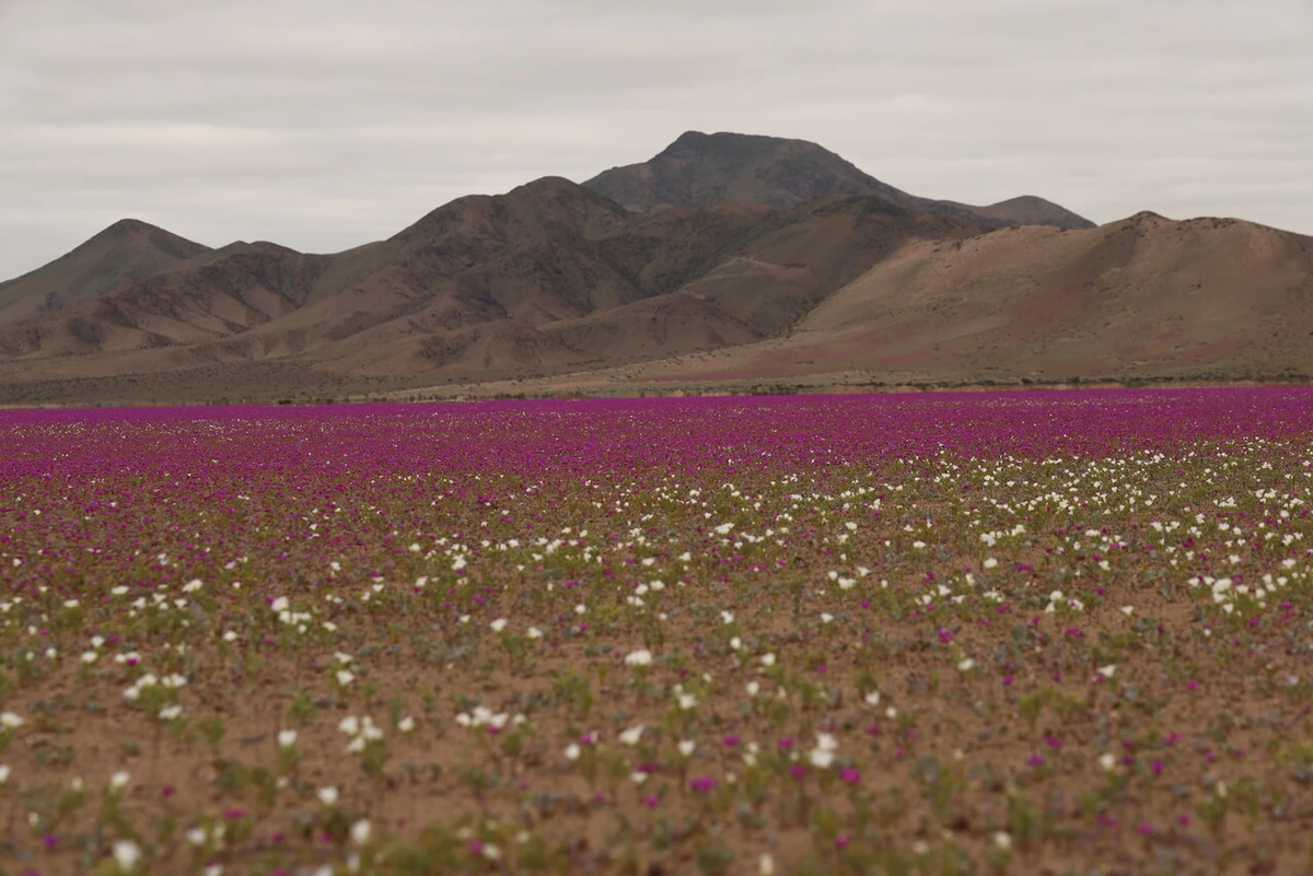 Chile apunta a proteger 30% de su territorio al 2030: “La crisis ambiental exige un cambio transformador”