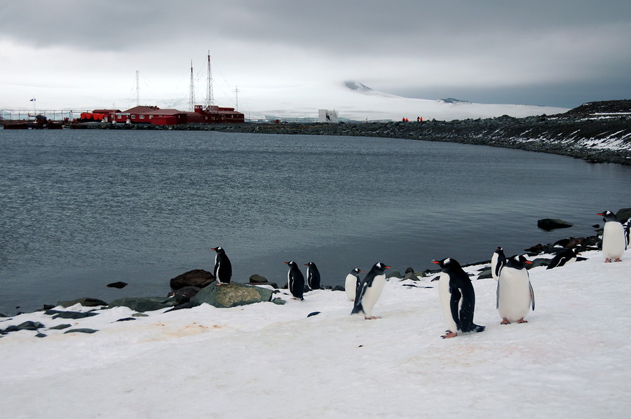 Chile recibe a 1.300 científicos "capos" sobre ciencia antártica en encuentro mundial