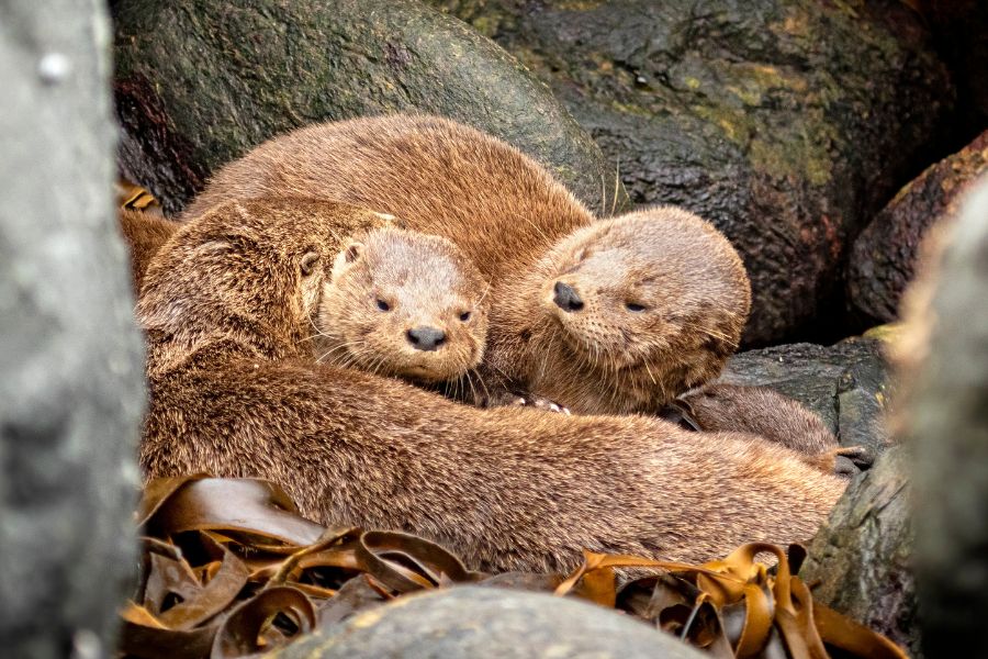 Chungungo, la nutria más pequeña del mundo, será el rostro del Día de la Fauna Chilena 2025