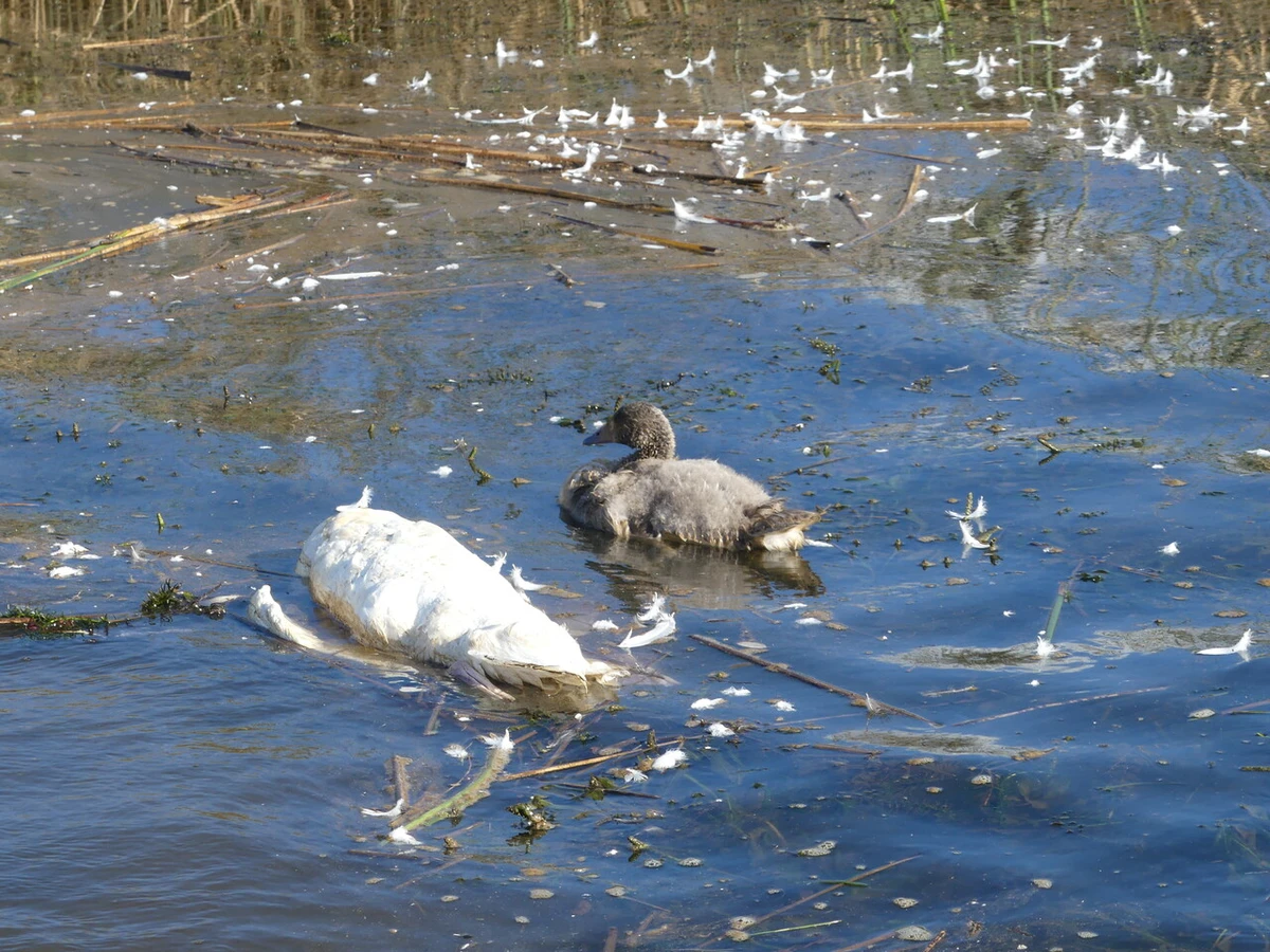 ¿Cómo evitar contagiarse de gripe aviar en Chile? Detectan virus H5N1 en aves silvestres en humedal de Valparaíso