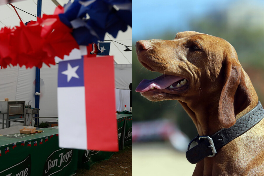 Con canil cerrado, clínica móvil y juegos criollos se desarrollará la primera fonda para perros