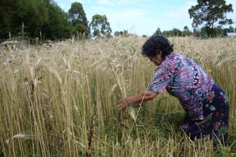 Con música, talleres y exhibición de documentales: Celebra gratis la Semana Campesina