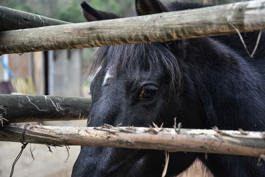 Demandaron a SAG por sacrificar caballos presuntamente enfermos: Corte desestimó reclamación