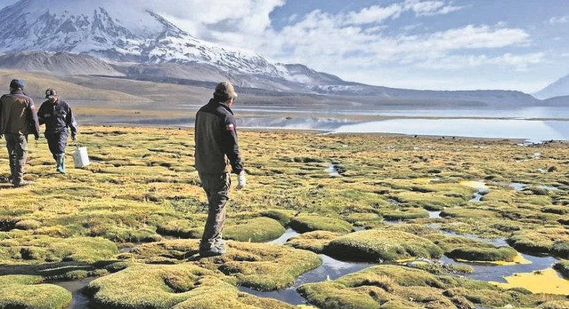 Derrame en Lago Chungará: Conaf confirma fauna muerta, 80 aves en riesgo y advierte recuperación de hasta cinco años