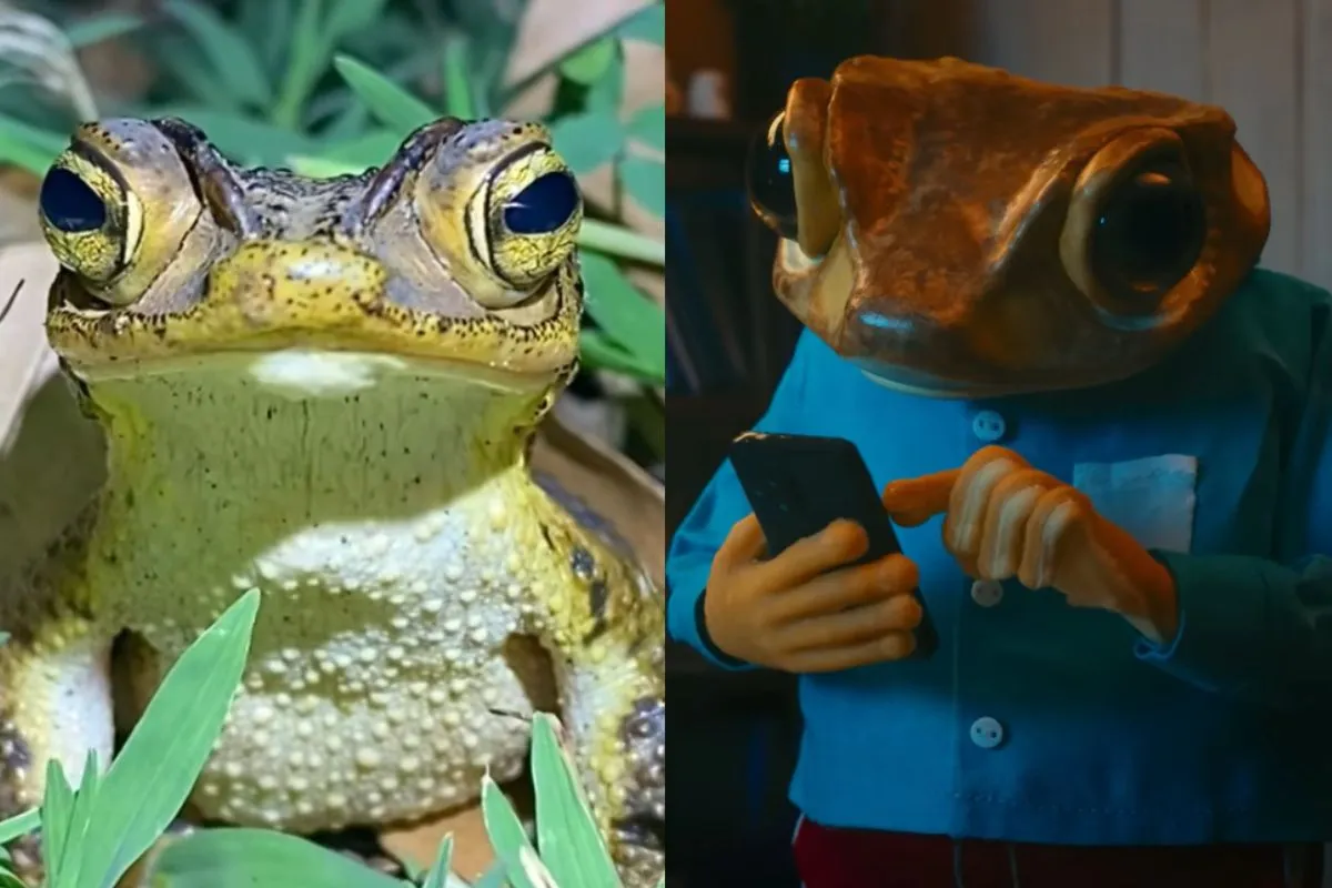 Endémico de Puerto Rico y en peligro de extinción: Bad Bunny y lo simbólico del sapo concho en el Super Bowl