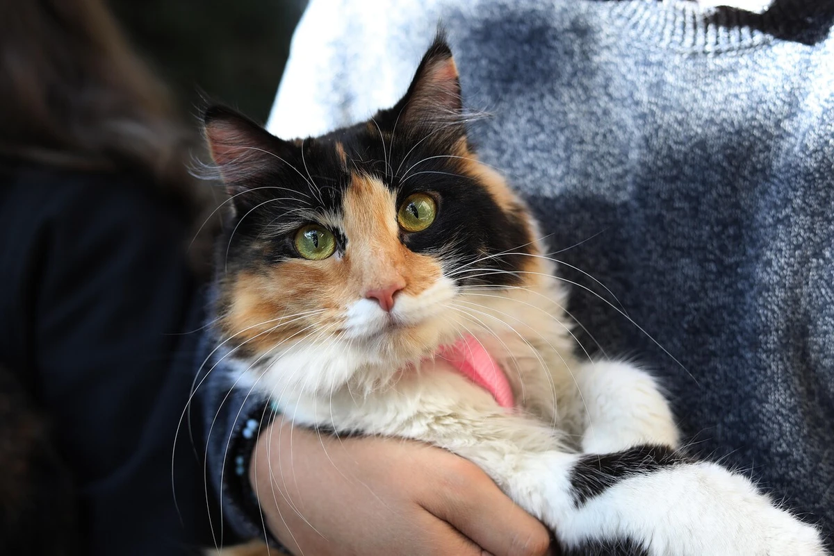 “Es un mínimo necesario”: Cámara aprueba permiso por muerte de mascotas y Marzán pide avanzar en registro de maltrato animal