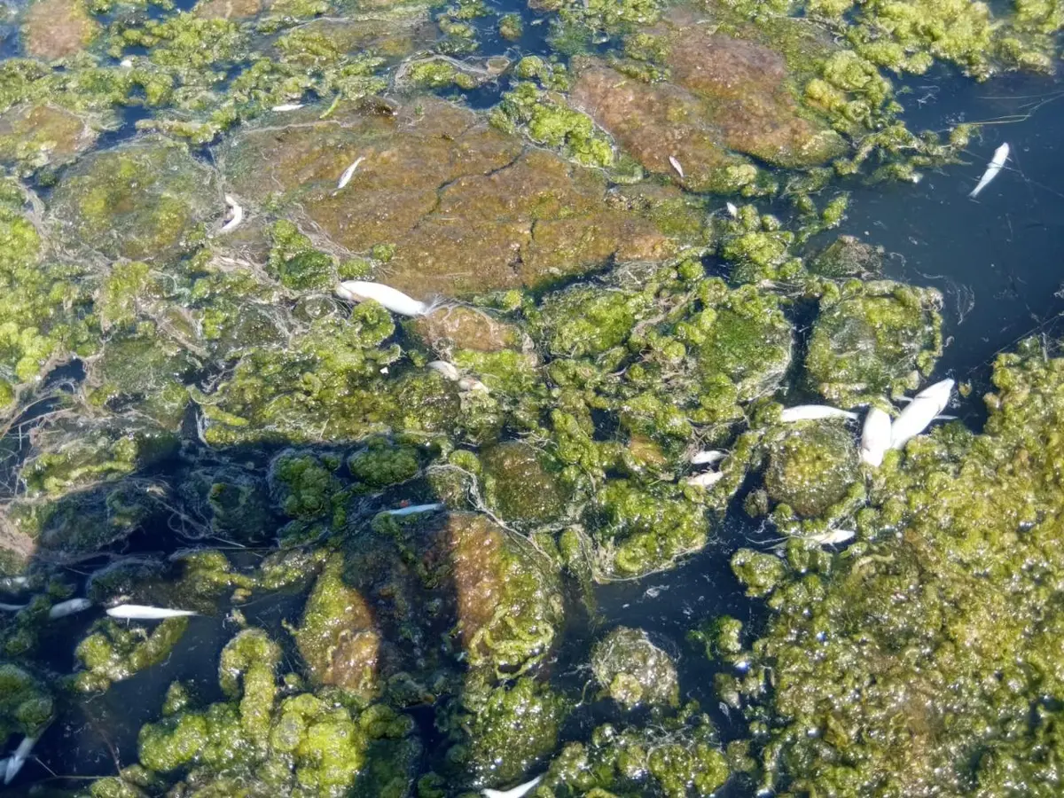 Exigen a Kast abordar desde el primer día crisis del agua en Los Molles tras denuncia ante la CIDH: “Se requieren decisiones urgentes”