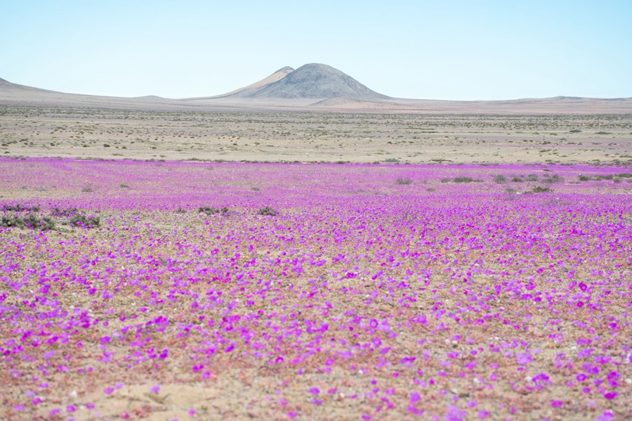 Desierto florido se adelantó: Habitantes nortinos difunden los brotes que comienzan a verse