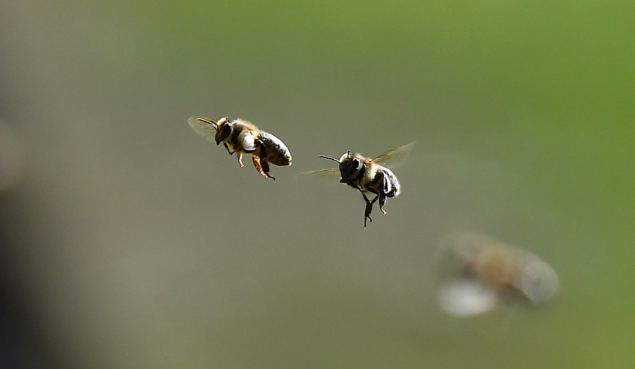 Fumigación mató a 15 millones de abejas de 187 colmenas en Mariquina y Suprema ordena reponerlas