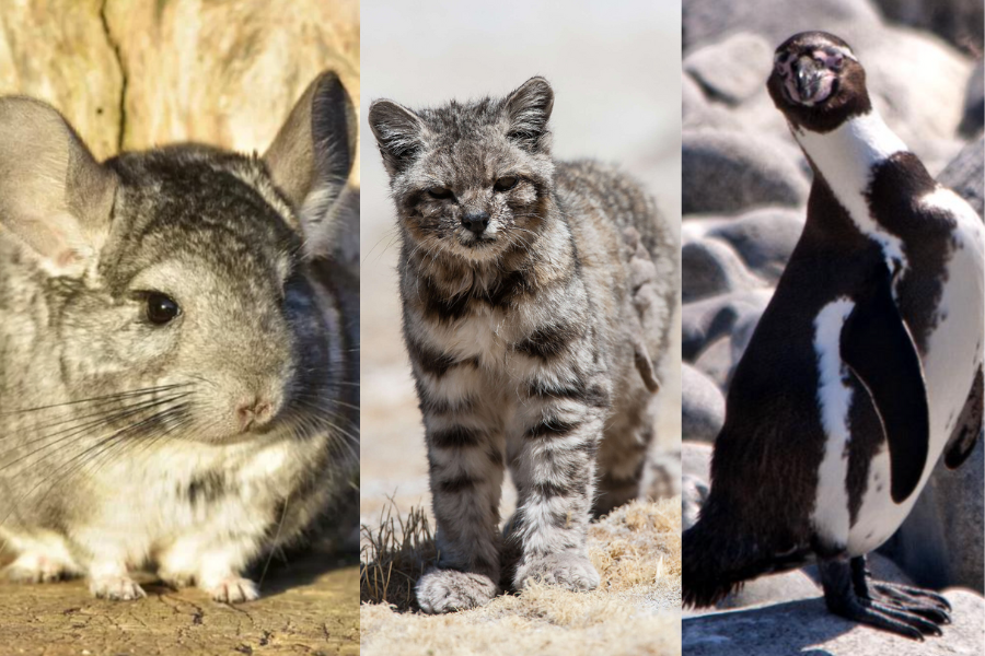 Greenpeace alerta de posible extinción en Chile de chinchilla, gato y pingüino por industria minera