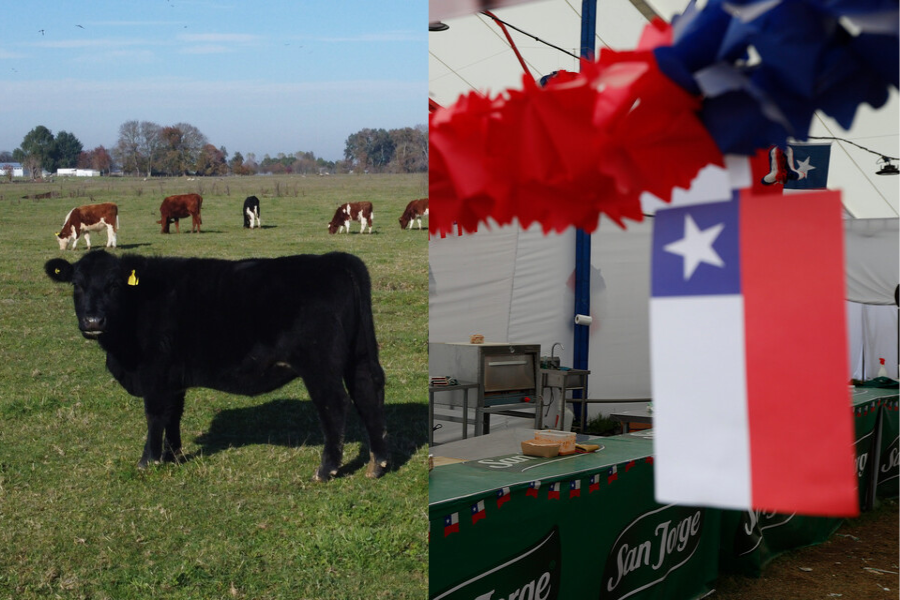 La ruta de la Fonda Vegana: Disfruta de las Fiestas Patrias sin carne en 5 regiones