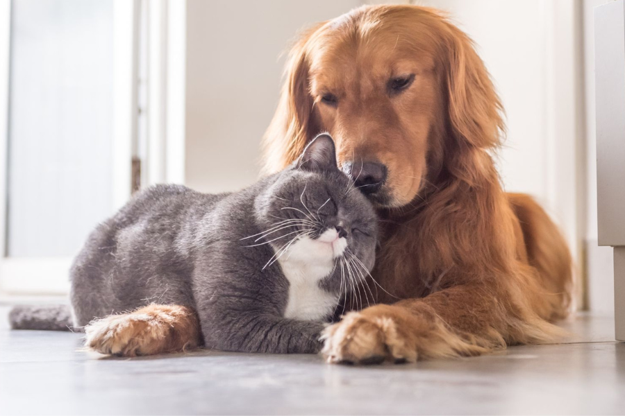 La tendencia de los suplementos para mascotas: de articulaciones a funcionamiento hepático