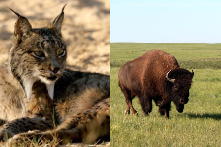 Lince ibérico se salva de la extinción: Hace 100 años el caso pionero de los bisontes le precedió