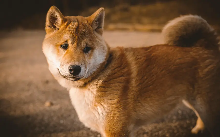 Manada de 6 perros Akita invadieron casas y atacaron a mascotas en Farellones: Corte rechazó enjuiciar a dueña