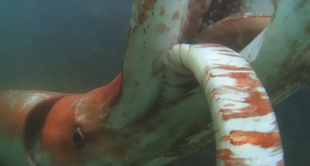 Más de 50 organizaciones exigen regular la pesca del calamar gigante en aguas internacionales