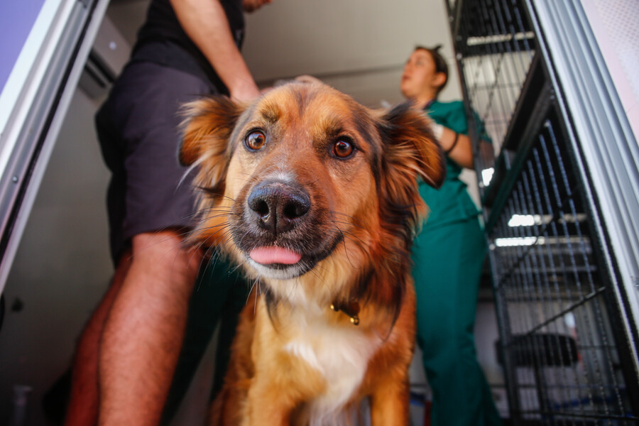 Mascotas tienen poder curativo: Contribuyen a la felicidad de la familia y acompañan