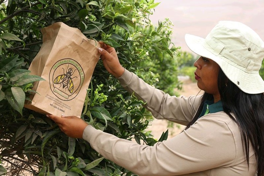 Mosca de la fruta: Liberan millones de moscas estériles para frenar plaga que avanza por Chile