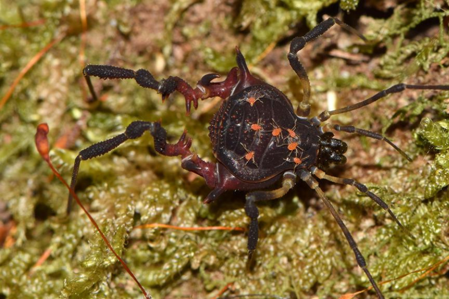 VIDEO| Arañas cangrejo en cerro Renca: Hallan insecto que prolifera bajo las rocas húmedas