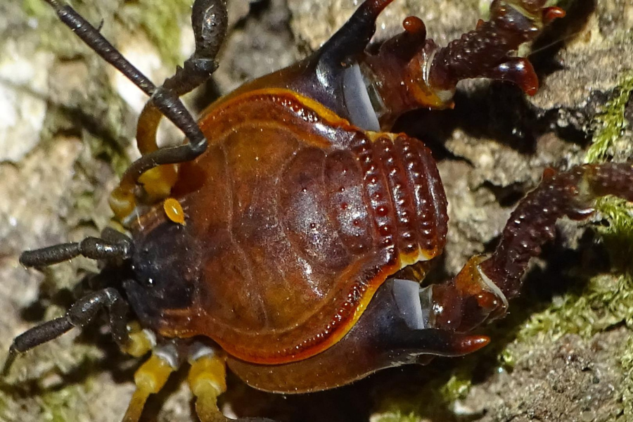 VIDEO| Arañas Cangrejo en Cerro Renca: hallan insecto que prolifera bajo las rocas húmedas