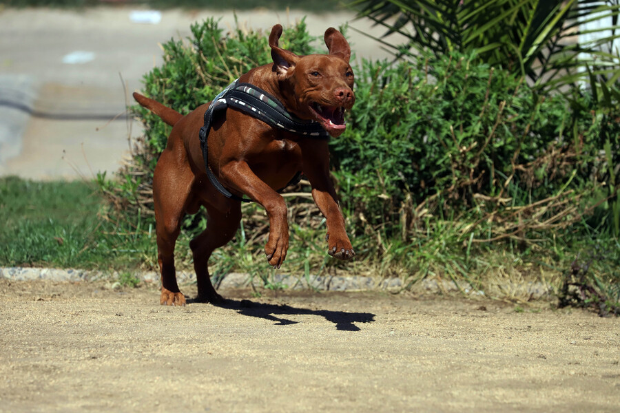 Perro mordió a niño en centro recreacional: Padres van a la justicia y deberán pagarles $20 millones