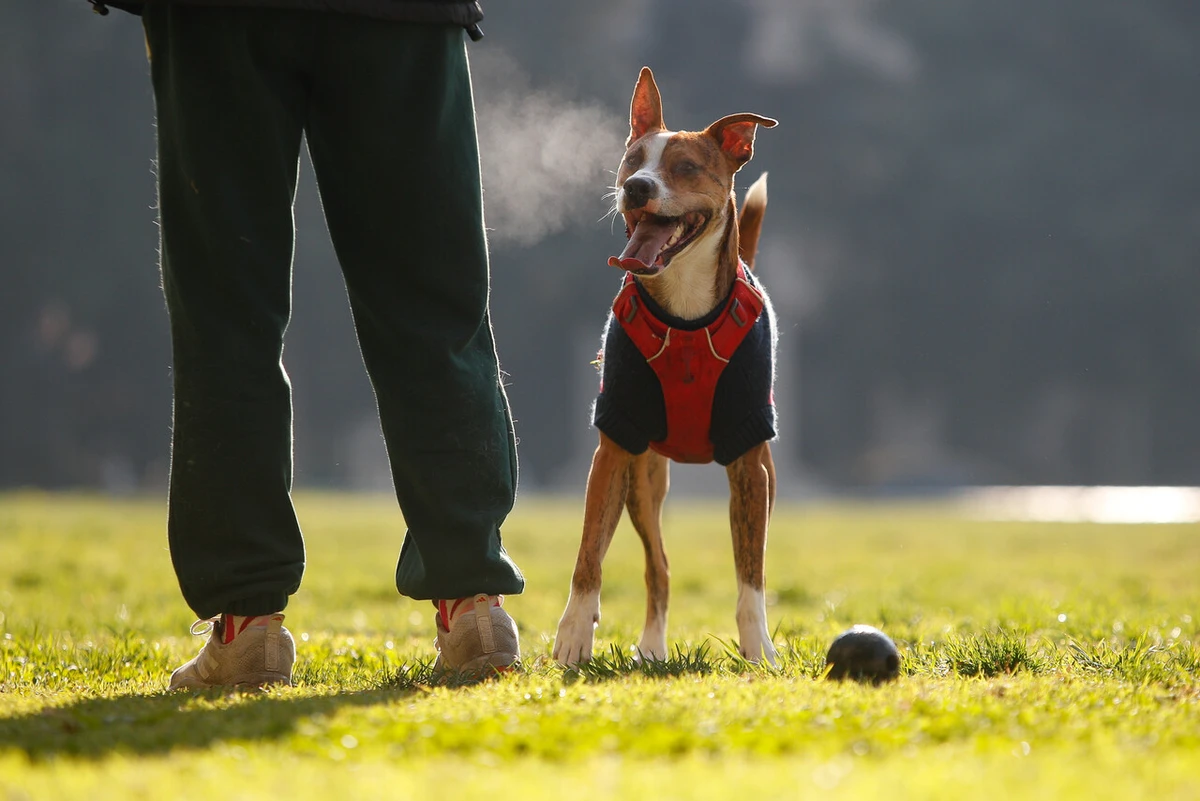 Perros con ladridos constantes afectaron la salud de adulta mayor: Corte ordenó medidas y fiscalización municipal