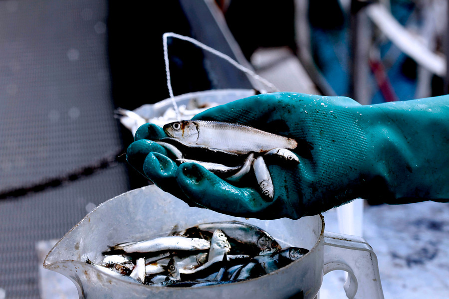 Pescadores en crisis: Solicitan ayuda ante "anomalía" por baja de 65% de anchovetas y sardinas