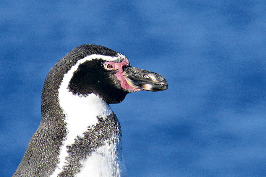 Sernapesca alerta por pingüinos varados en Antofagasta, heridos por hilos y anzuelos de pesca