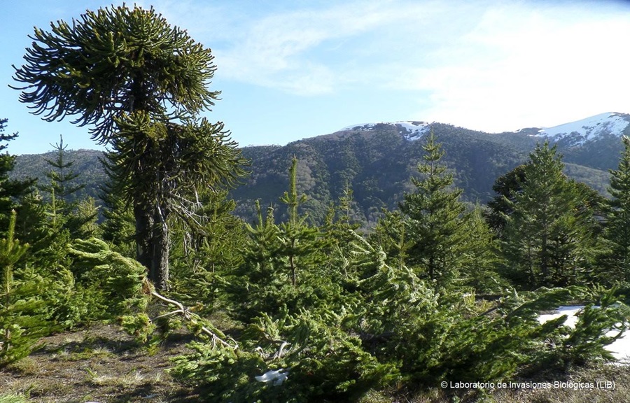 Araucarias milenarias amenazadas por el pino: Documental revela invasión exótica en Malalcahuello