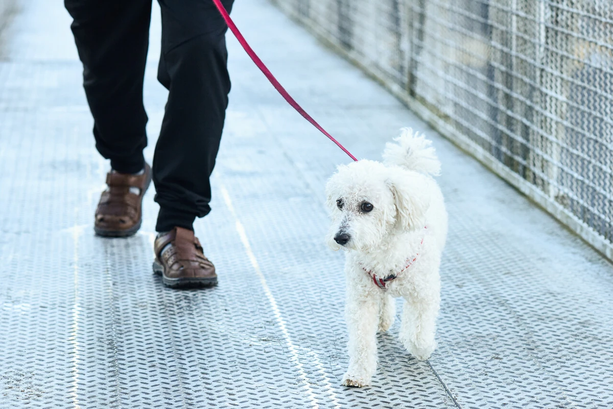 Pitbull sin bozal ingresó a vivienda y mató a un poodle: Dueño deberá pagar $692 mil y tomar medidas de seguridad