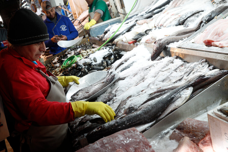 Por no acreditar origen de mil kg de merluza y 5 mil kg de reineta: $12 millones de multa a transportista