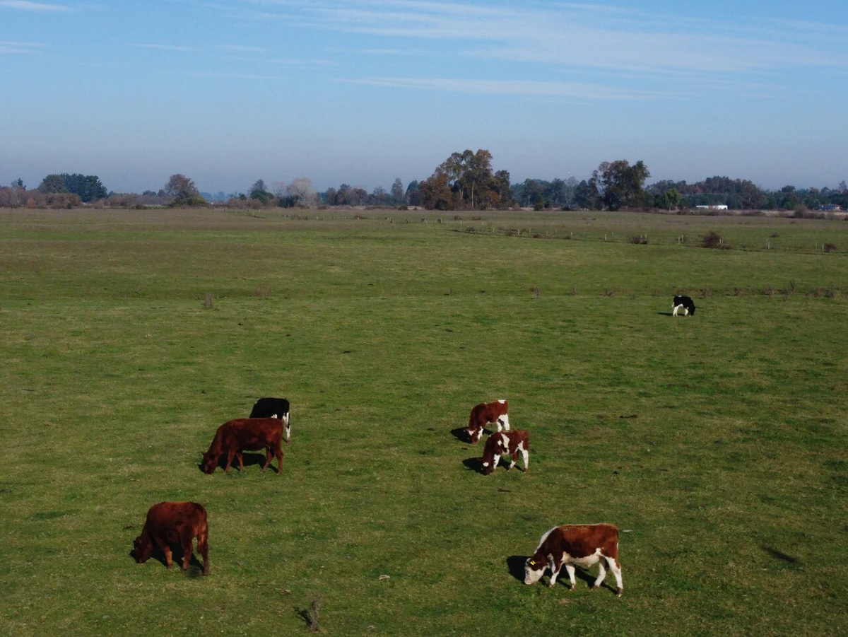 Propietario cerró fundo a ganadero arrendatario y le expulsó rebaño de 100 vacas: Suprema ordenó devolver terreno y ganado