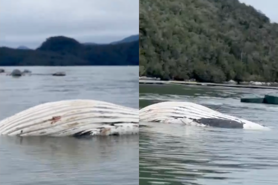 Querella criminal para esclarecer muerte de dos ballenas jorobadas: Kawésqars buscan resposables