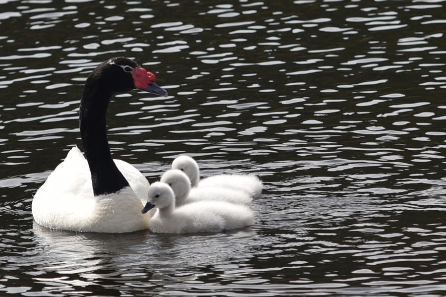 Detectan contaminante químico en río Cruces en Valdivia, hogar del cisne de cuello negro