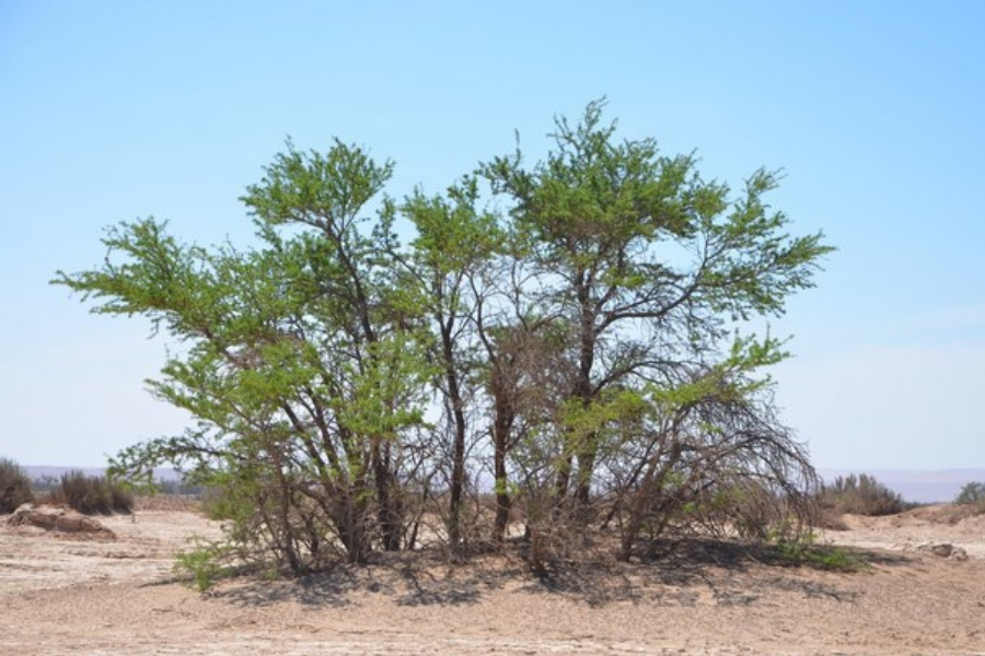 Vecinos de Tarapacá plantan 200 tamarugos y reemplazan otros 100 en mal estado para recuperar amenazada especie