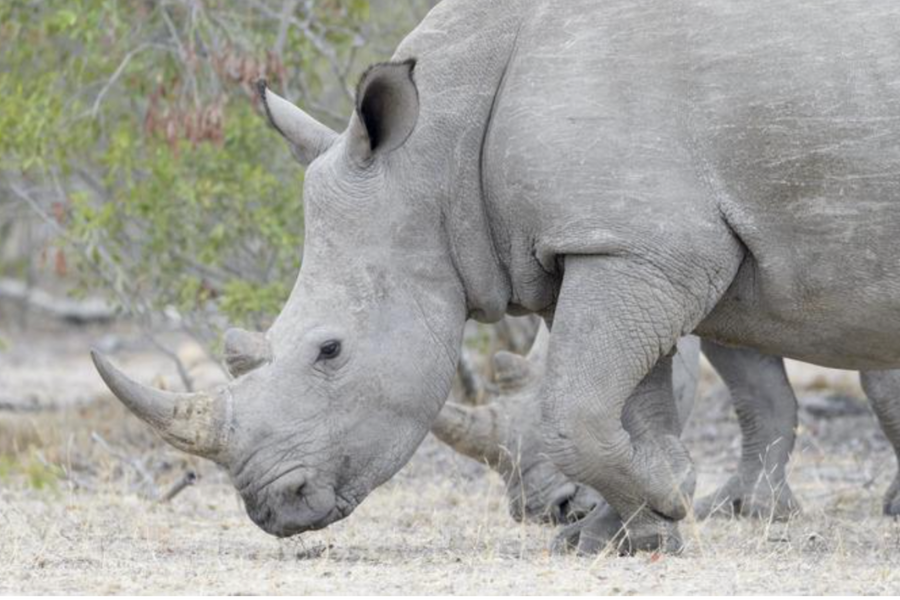 Tras cuatro horas de parto presentan a "Silverio" tercer rinoceronte blanco nacido en Chile