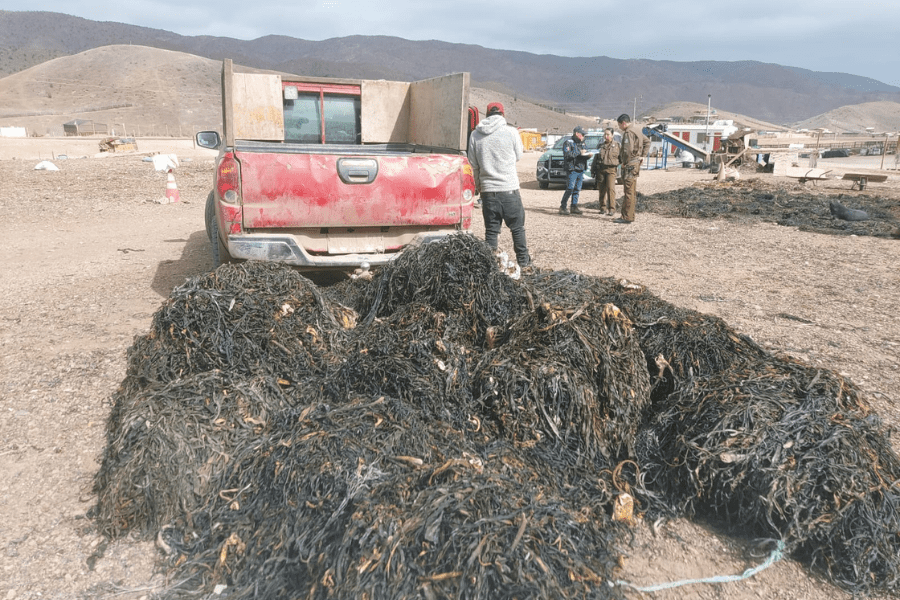 Tras extracción ilegal en veda y por barreteo incautan 73,46 toneladas de algas en zona norte