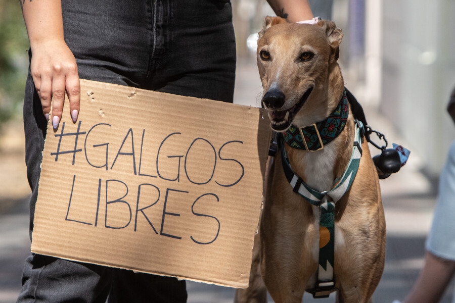 Tras rechazo a protección animal: Preparan proyecto que crea registro de personas condenadas por maltratarlos