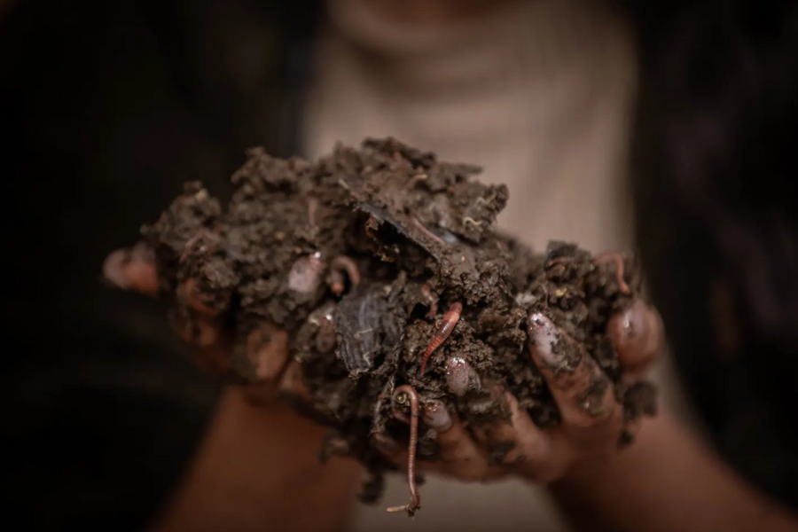 Un tercio del planeta tiene el suelo degradado: Apuestan por huertos por vermicompostaje