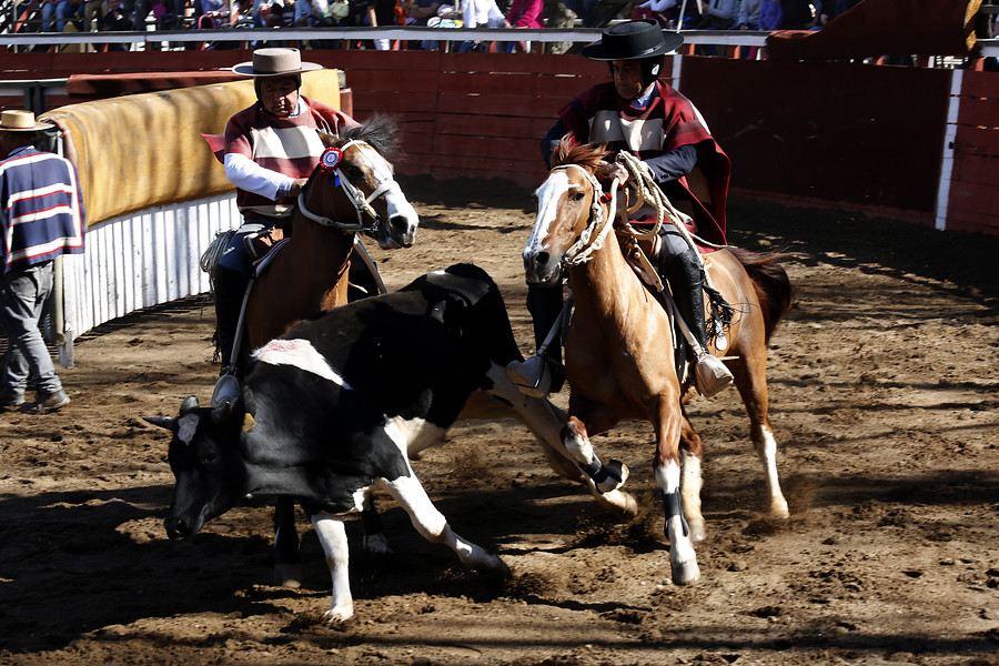 Veterinarios advierten sobre carrera de vacas e insisten en fin de rodeo y competiciones de perros