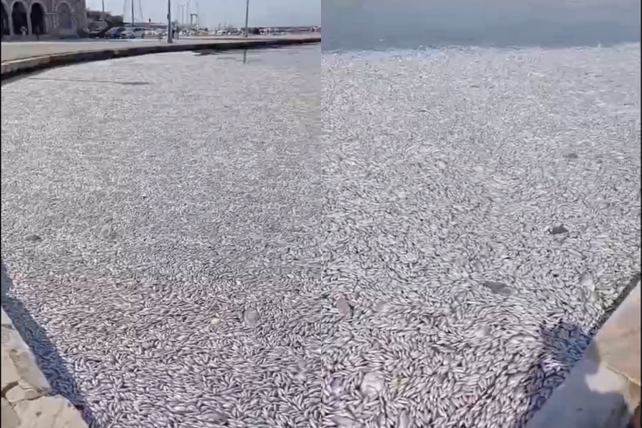 VIDEO| ¡Impactante! Tras ser apartados de su hábitat captan miles de peces muertos en Grecia